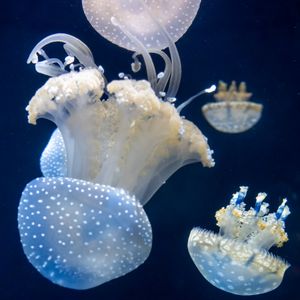 테마 전시회는 일시적이었지만, 수족관에서는 해파리를 계속 전시하고 있다.