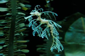 잎해룡은 해마 심포니의 주요 종 중 하나였으며, 현재도 수족관에서 인기가 많다.