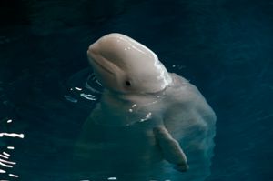흰돌고래는 셰드 수족관의 연구 및 보존 대상 중 하나이다.