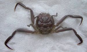 '헤이케게'라는 이름으로 알려진 조개치레의 일종