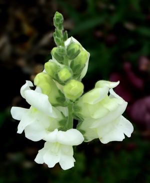 금어초}} (재배종)의 털이 있는 꽃봉오리