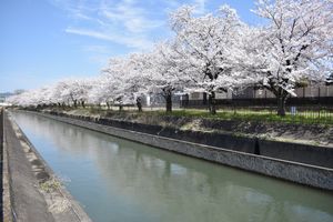 키즈 용수와 벚꽃길