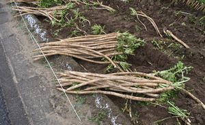 모리구치 다이콘