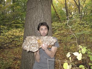 자연산은 사진과 같은 큰 군총이 수확되기도 한다.