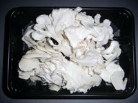 흰 잎새버섯(균상 재배품)