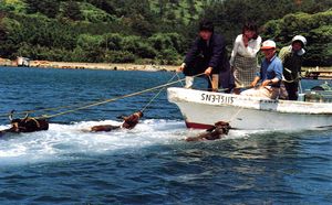 "수영하는 소"는 일종의 관광 명소이다. 소들을 물 밖으로 끌어내어 풀어준다. 그러면 소들은 헤엄쳐 해안으로 돌아간다.