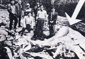 지부에서 발견된 혹등상어로, 네시의 이름을 따서 치시(Chisshī)라고 명명되었다.