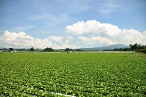 양상추 밭. 뒤쪽은 아카기 산.