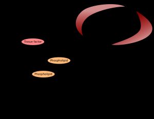 현대적인 응고 경로