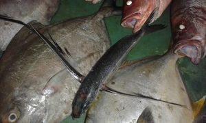 방글라데시 세인트 마틴 섬의 현지 어시장에서 판매되는 날치