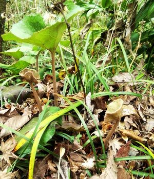 연한 갈색 솜털로 덮인 어린 잎자루