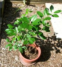 재배된 칼라만시 묘목