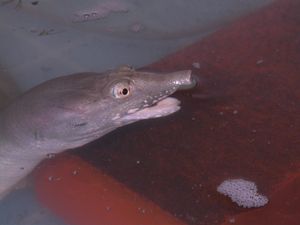 Pelodiscus sinensis의 머리와 목