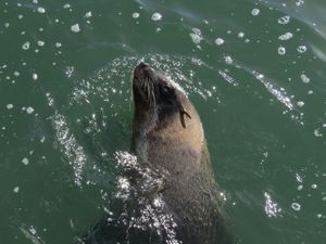 나미비아 해안의 귀가 있는 물개