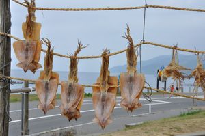 고도마리에서 건조 중인 오징어