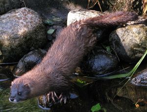 연못가의 유럽밍크