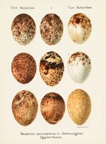 다양한 색상을 보여주는 알, 게오르크 크라우스의 색인쇄화