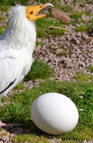 이집트독수리가 큰 알을 깨기 위해 돌을 사용하고 있다.