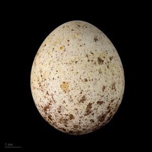 Neophron percnopterus