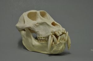 드릴(Mandrillus leucophaeus) 두개골