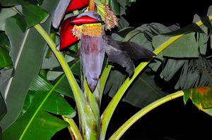 탄자니아의 바나나 꽃에서