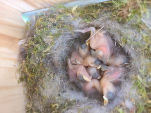 박새 둥지와 유조