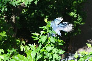 비행 중인 파랑어치