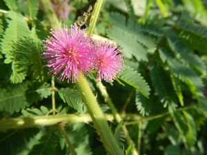 필리핀 불라칸 주 안갓의 미모사