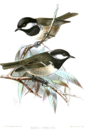 존 제라드 퀄레만스의 Parus ater cypriotes 삽화