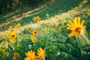 녹스 산에서 발견된 애로우리프 발삼루트