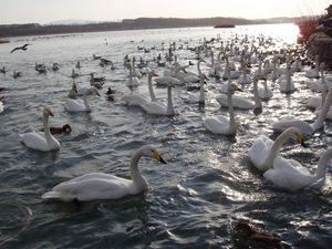 많은 야생 조류가 날아드는 도후츠 호(2004년 12월 12일 촬영)