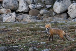 배핀 섬의 붉은 여우