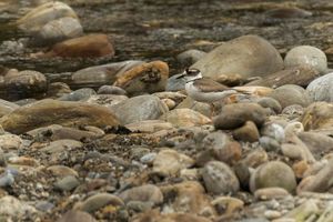 성조 깃털을 가진 긴부리물떼새