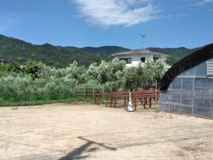 쇼도 섬의 올리브 밭