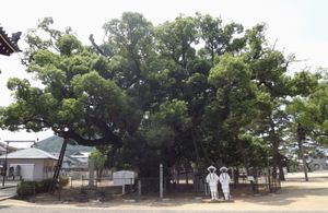 남대문 들어가서 왼쪽의 큰 녹나무