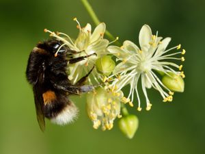 서양호박벌(Bombus terrestris)이 피나무(Tilia cordata)에 앉아 있는 모습