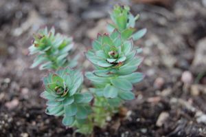 돌꽃(Rhodiola rosea) - 새싹이 돋아나는 모습