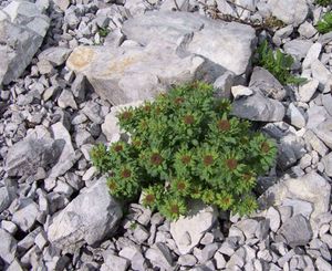 야생 돌꽃(Rhodiola rosea)