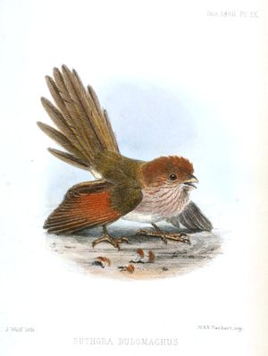 요셉 볼프 (1866)의 삽화