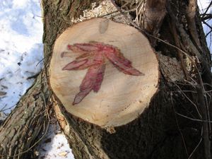 붉은 반점이 있는 네군도단풍의 심재