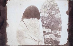 현미경 사진 (Photomicrograph) - 윌리엄 폭스 탤벗의 곤충 날개. 태양 현미경 사용.