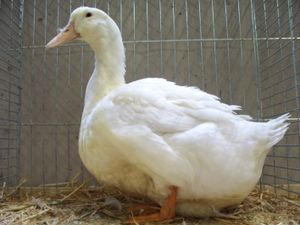 에일즈베리 오리는 현재 희귀 품종입니다.