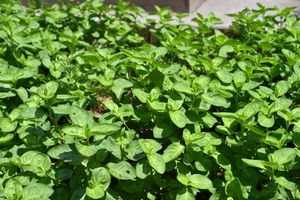 재배 품종인 둥근잎 쪽 (미토시 식물공원)