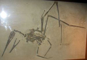 필드 박물관에 있는 어린 N. gracilis 표본 (윌리스턴 IL P. 25026)