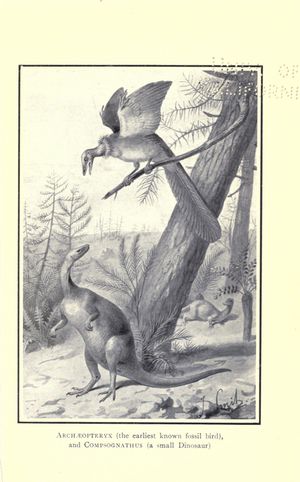 조지프 스미트(Joseph Smit)의 콤프소그나투스(Compsognathus)와 시조새(Archaeopteryx) 복원도