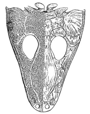 마스토돈사우루스 두개골 그림. 왼쪽 절반은 두개골 표면의 구덩이 질감을 보여주는 반면, 다른 절반은 두개골을 구성하는 별도의 뼈를 나타낸다.