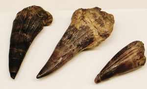 마스토돈사우루스 기가스 송곳니