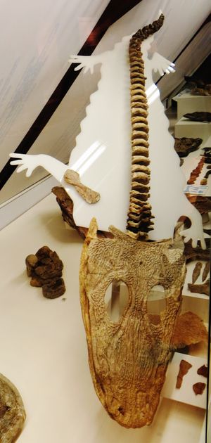 Muschelkalkmuseum의 M. giganteus 화석 잔해