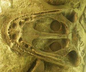 독일 젠켄베르크 자연사 박물관(Naturmuseum Senckenberg)에 전시된 마스토돈사우루스 [헵타사우루스] 카펠렌시스(cappelensis) 두개골