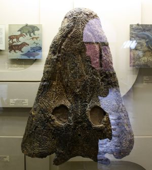 모스크바 고생물학 박물관(Orlov Paleontological Museum)에 전시된 마스토돈사우루스 두개골(PIN 2867/67)
